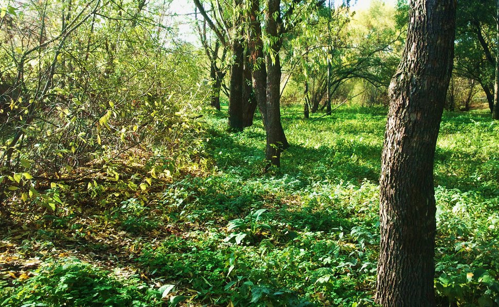 Октябрьская зелень