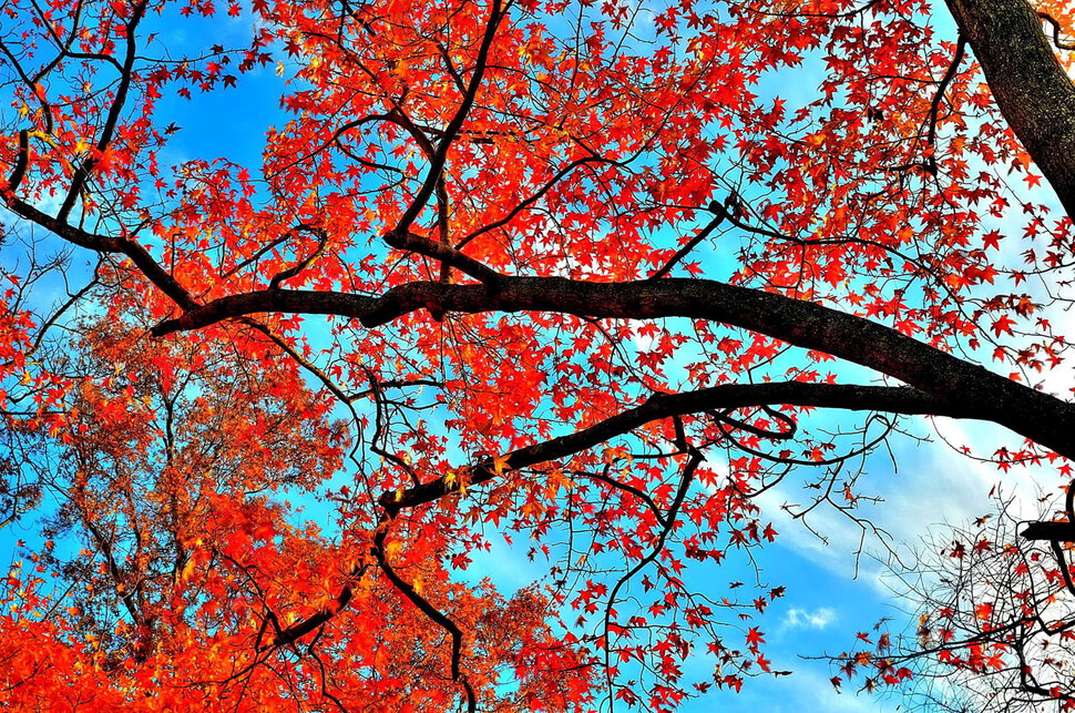 Осень Выкрасила Клёны Колдовским Каким-То Цветом