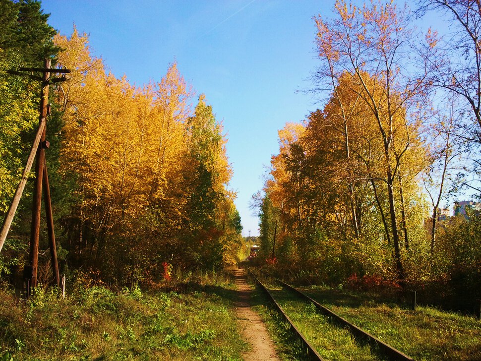 В лесу по железной дороге