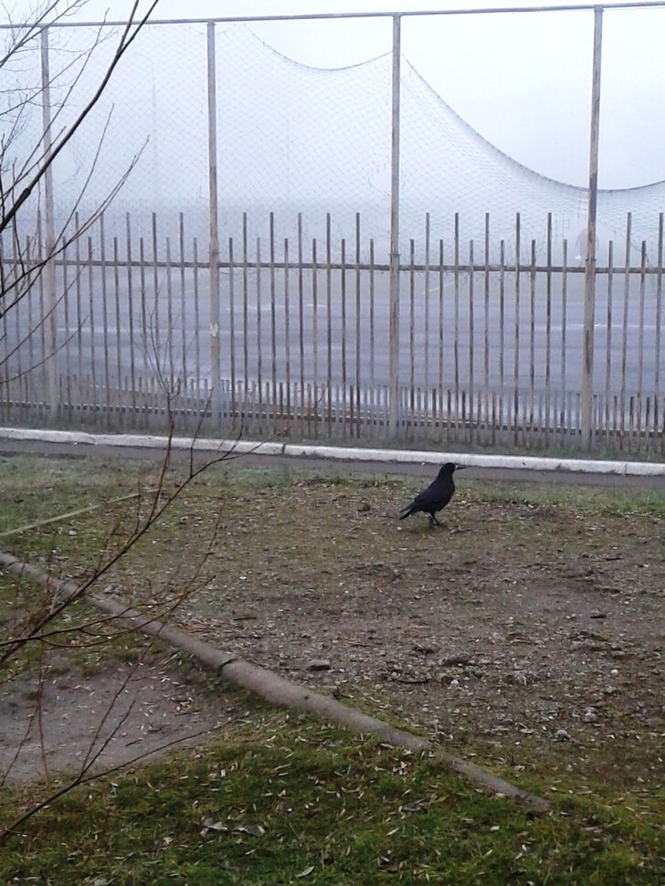 Ворона у футбольного поля