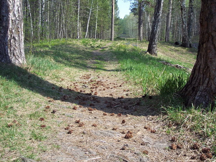 Тропинка в весеннем лесу