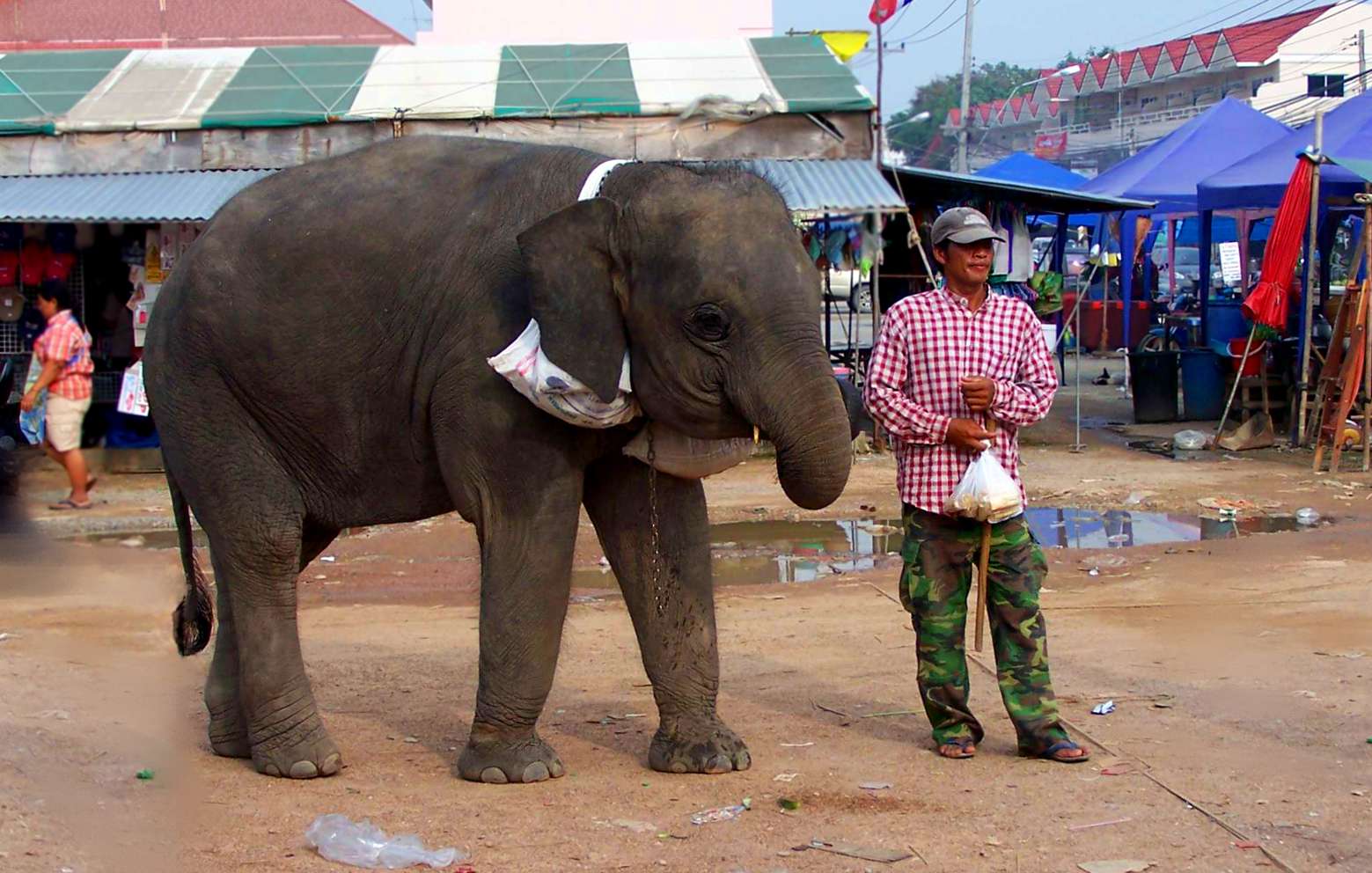 Elephant present. Слон настоящий. Настоящий слон живой. Продам слона. Живых слонов.