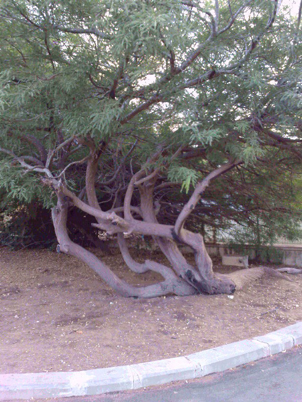 Лежащее дерево