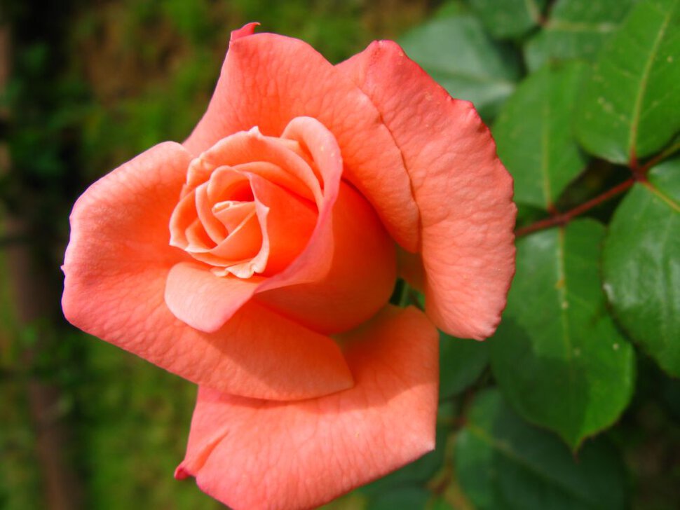 Красавица роза