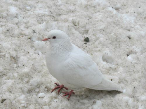 Белый голубь на белом снегу