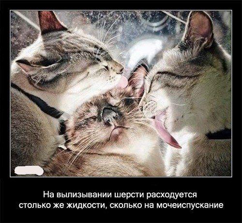 Любители полизаться