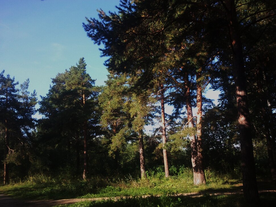 По лесочку