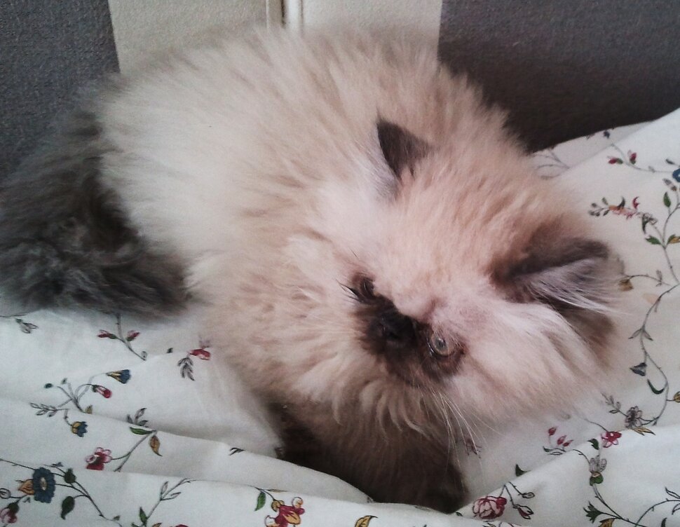 Про котенка