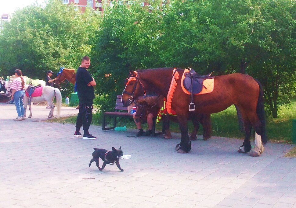 В парке летом