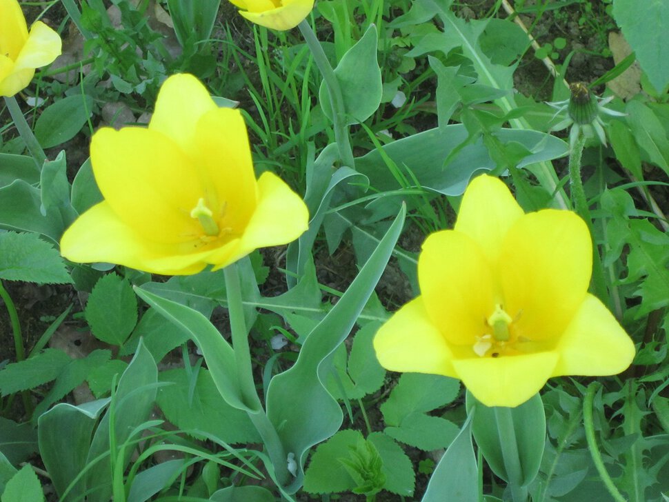 Жёлтые цветы весны