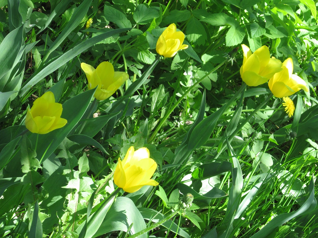 Ранние желтые цветы весной названия