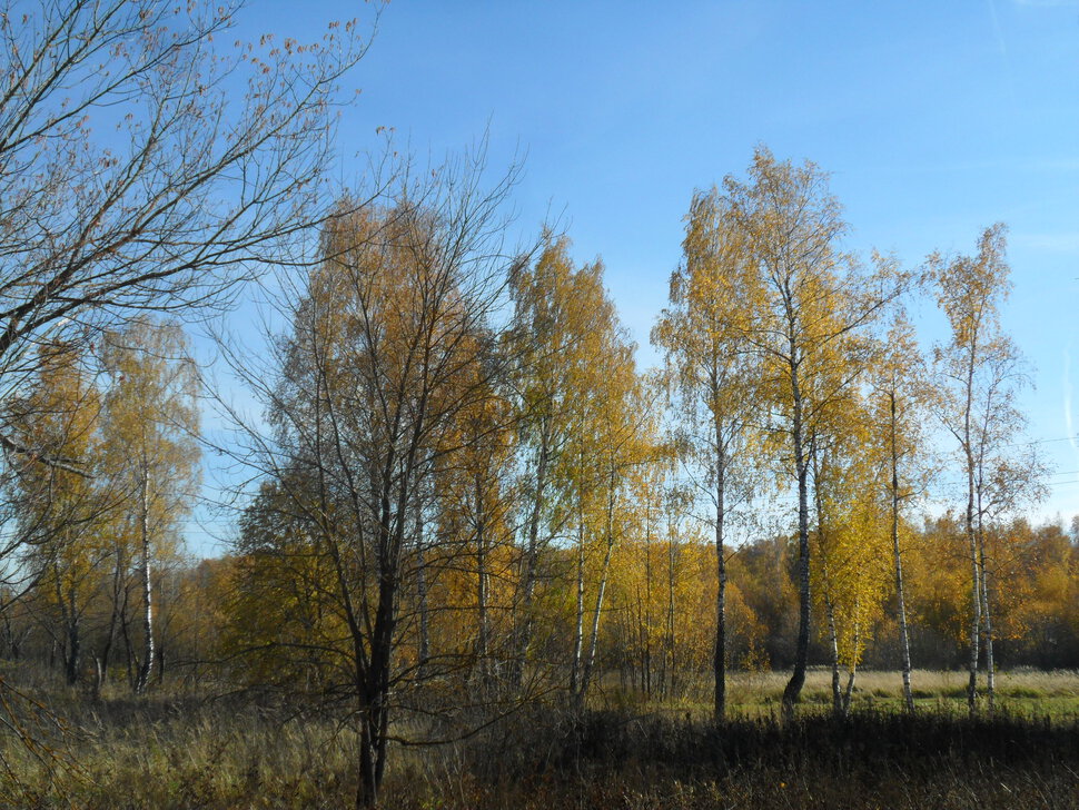 Солнцеликая осень в Чехове-II