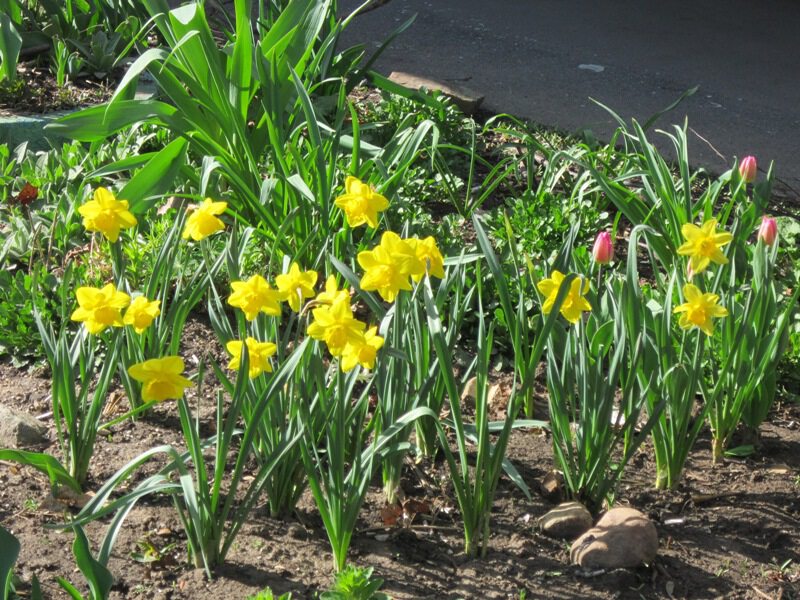 Жёлтые цветы весны