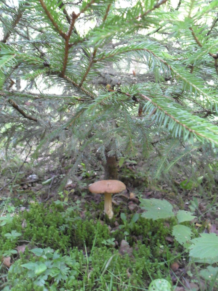 Белый гриб под елью