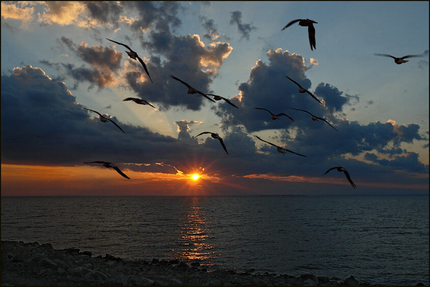 Летели чайки на закат