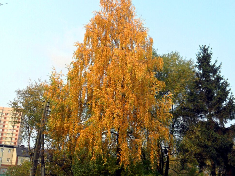 Осеняя палитра октября-красочные пейзажи-II