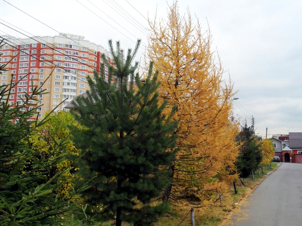 Осеняя палитра октября-красочные пейзажи-II