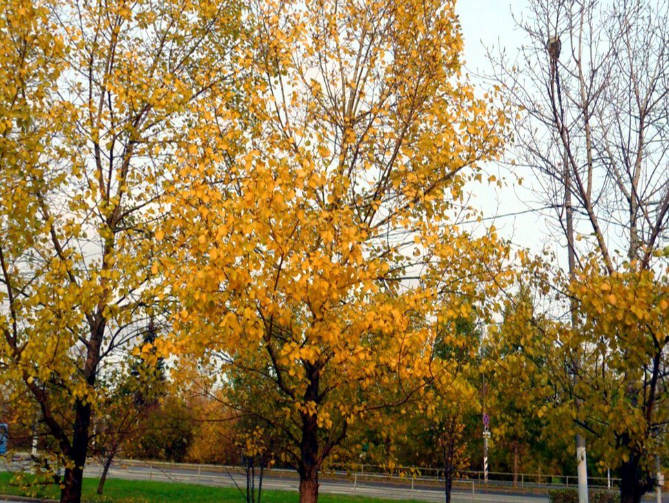 Осеняя палитра октября-красочные пейзажи-II