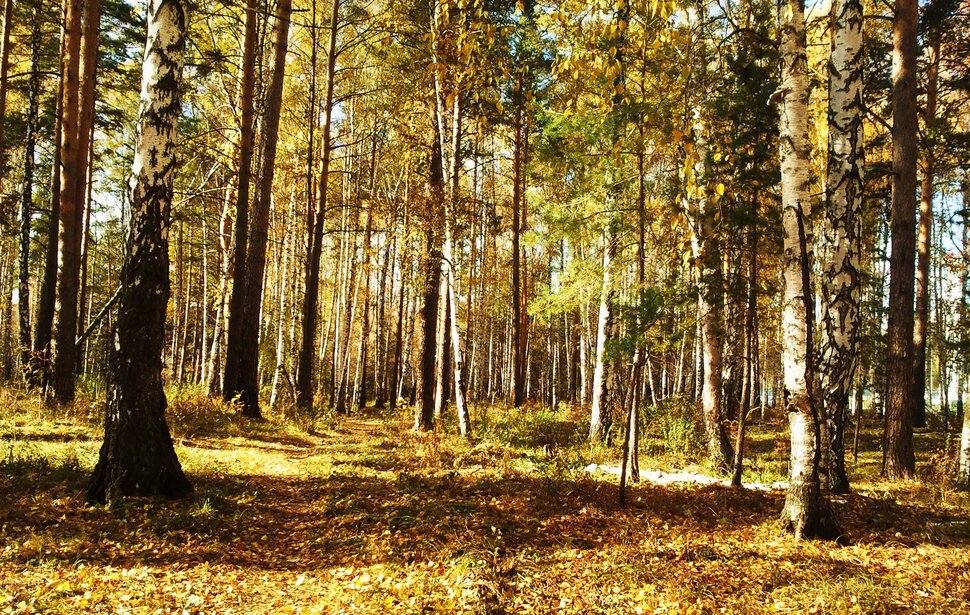 В осеннем лесу