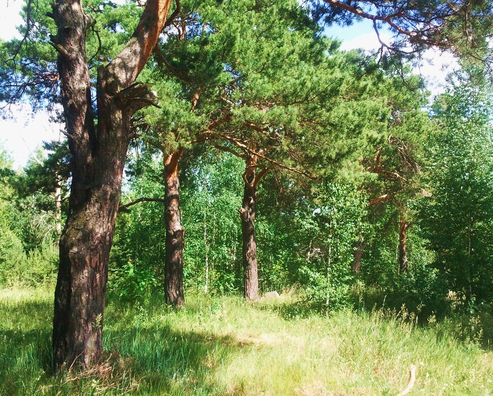 В сосновом лесочке