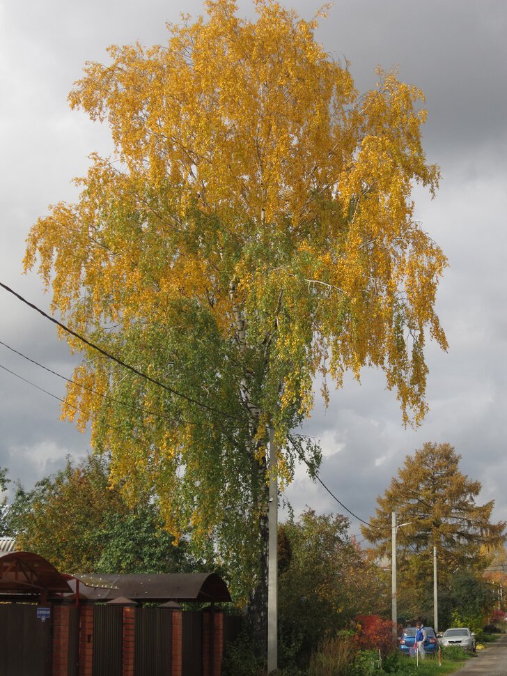 Берёза в октябре