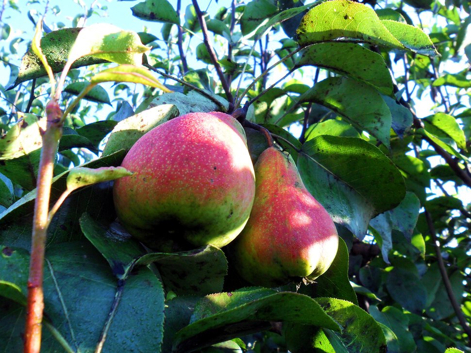 Сбор яблок и груш, Яблочный Спас
