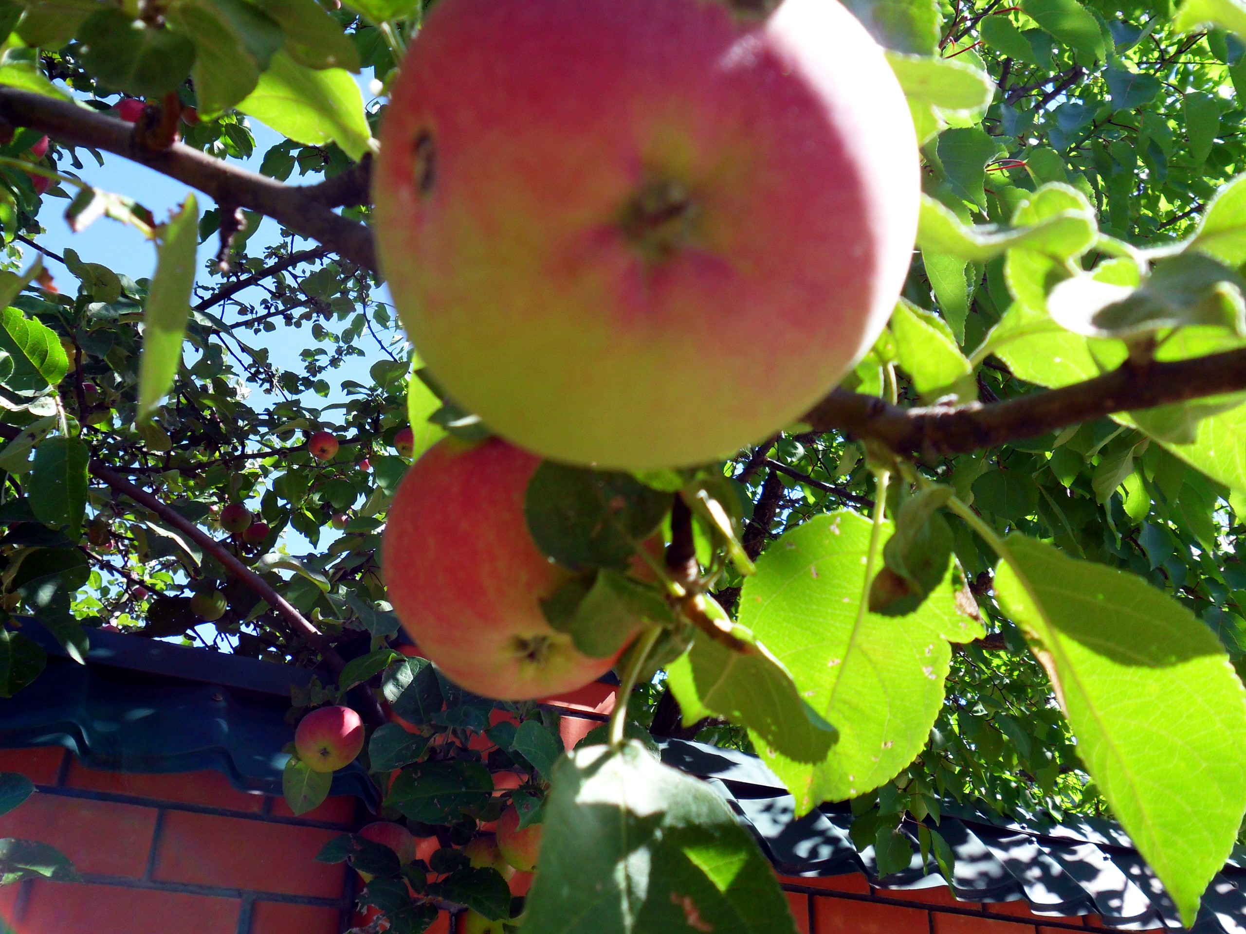 Сонник яблоки собранные. Яблони с грушевидными яблоками. Собирать яблоки и груши. Снилось много яблок.