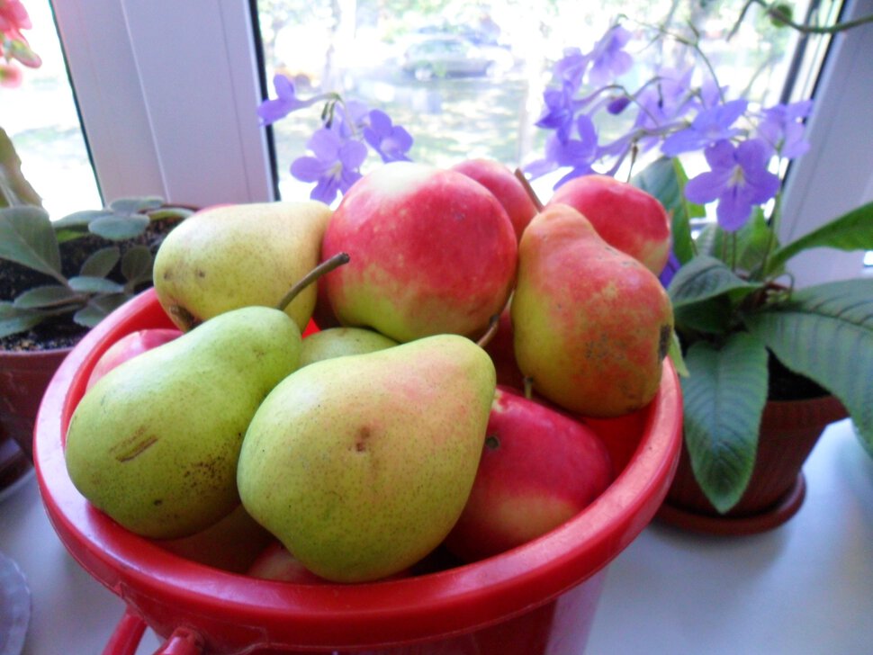 Сбор яблок и груш, Яблочный Спас