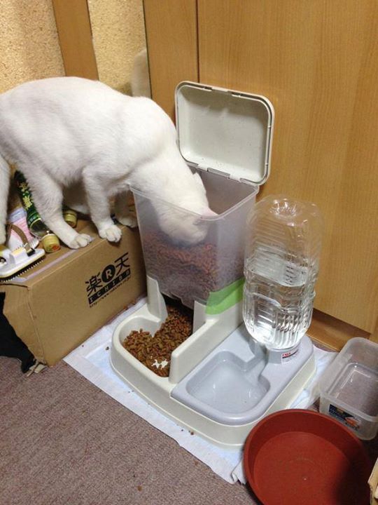 Смешные котэ