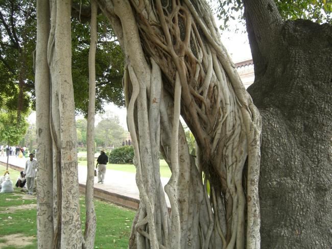Воздушные корни деревьев