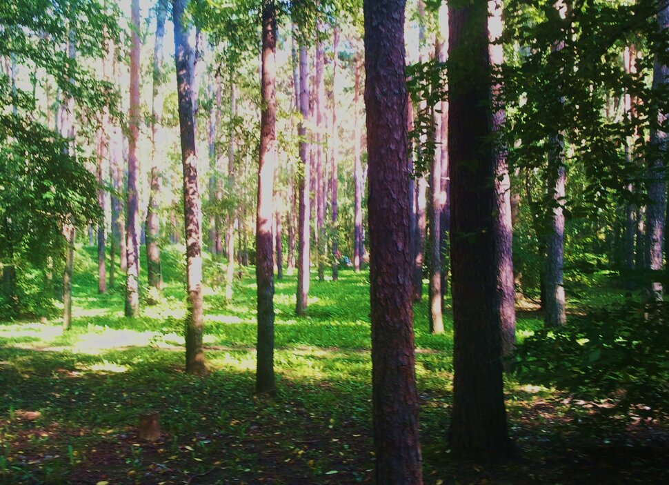 По лесочку