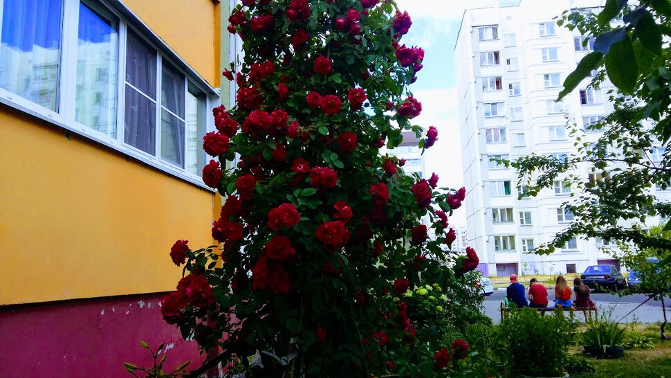 Роза плетистая