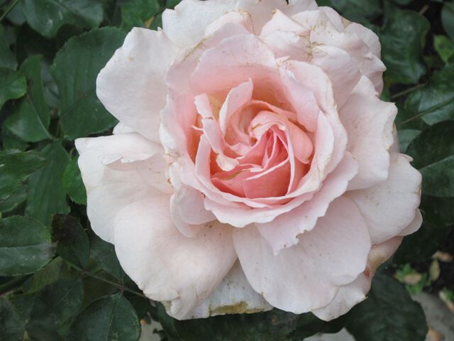 Светло-розовая роза