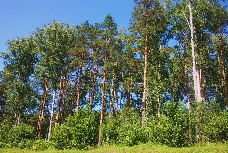 У леса