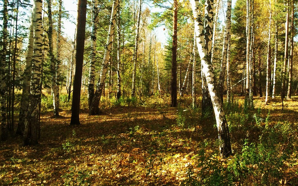 В осеннем лесу