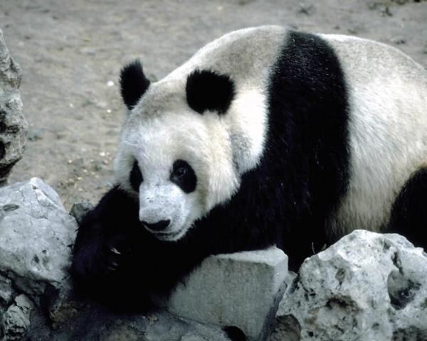 Добрая панда