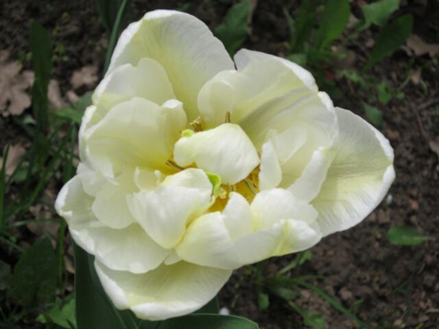Необычный тюльпан