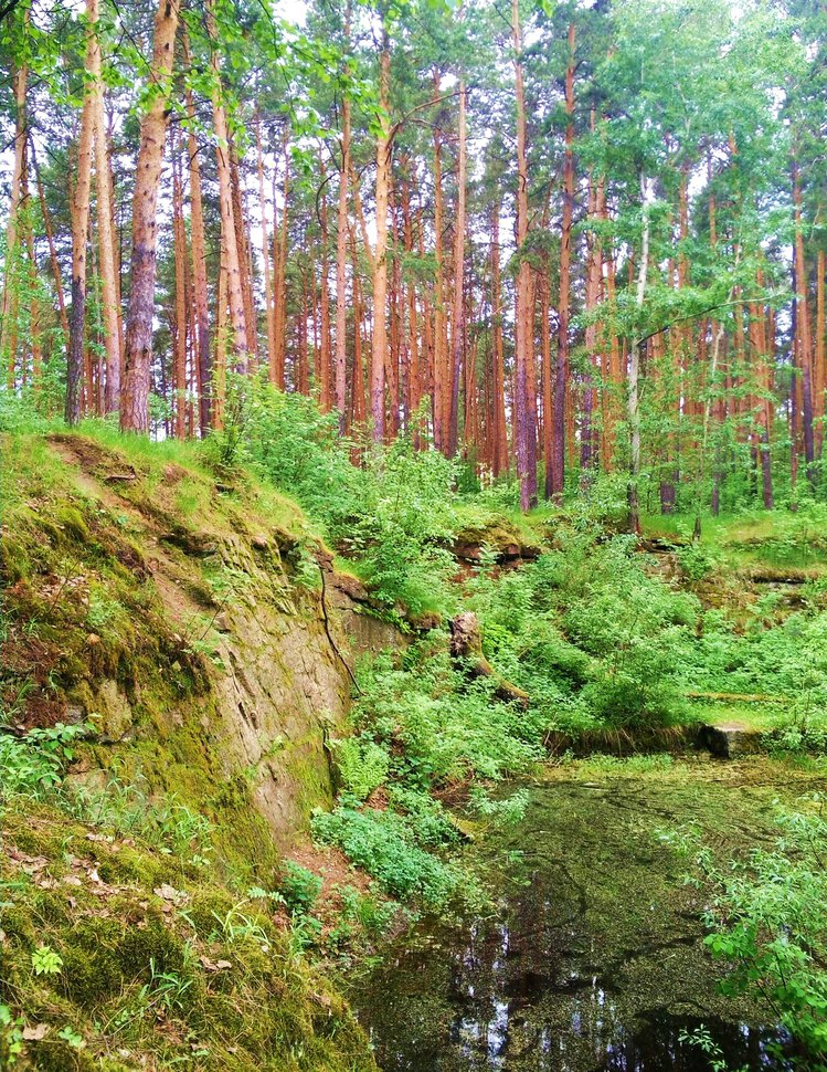 Обрыв у лесного озерца