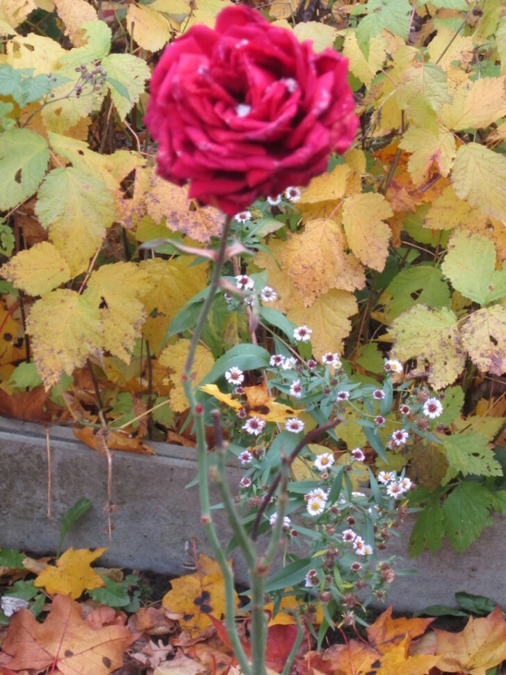 Роза в октябре