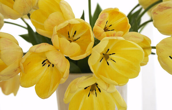 Цветы на праздник 8 марта