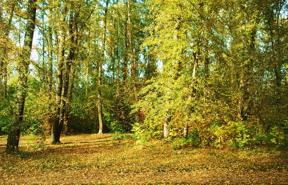 Грустная осень