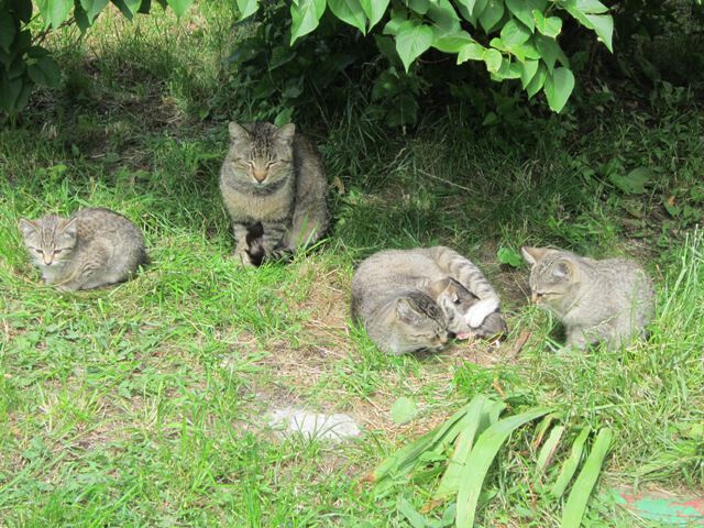 Кошки и котята