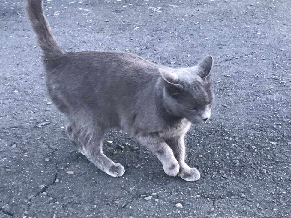 Кот голубой русской породы