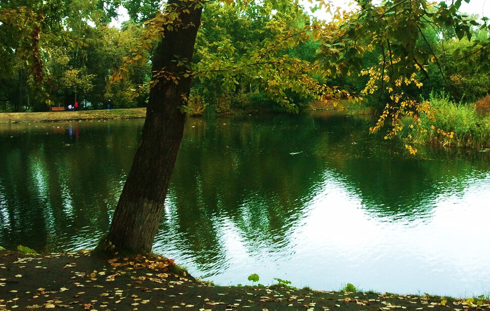 Осень в парке у пруда