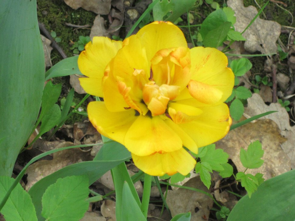 Тюльпан пионовидный