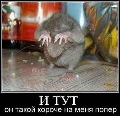 Юмор