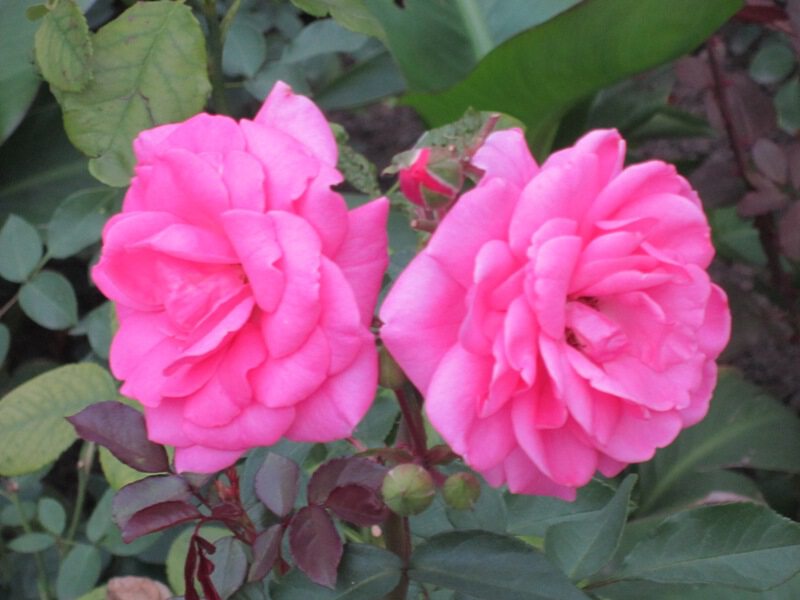Две розы розовых
