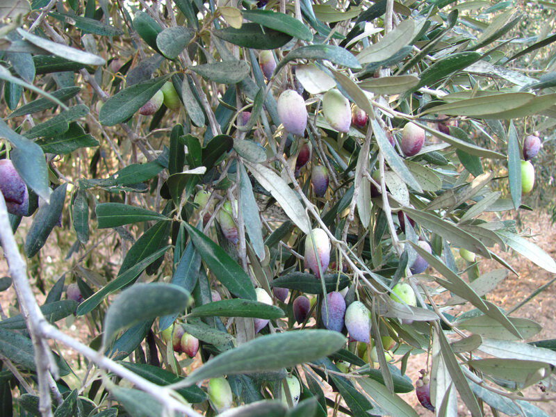 Оливковые ветви