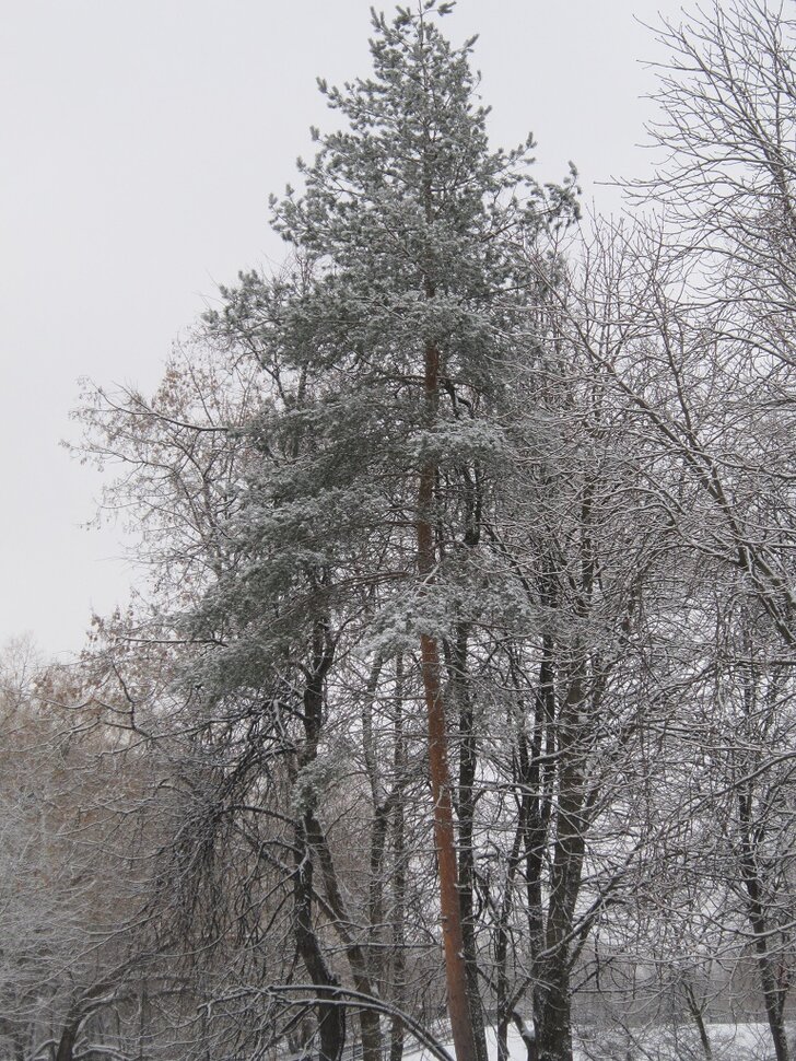 Сосна в снегу