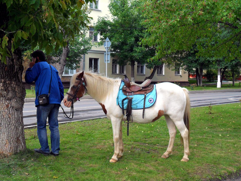 Маленькие лошадки пони